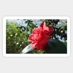 Japanese Camellia in the Spring Sunshine Sticker